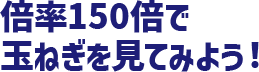 倍率150倍で玉ねぎを見てみよう！