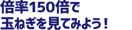 倍率150倍で玉ねぎを見てみよう！